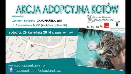Aukcja adopcyjna kotów