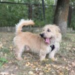 CEZAR