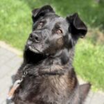BALU