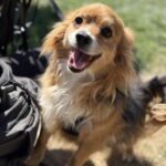 ROKI