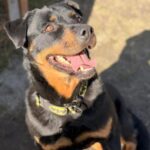 ROXI