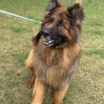 VITO