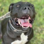 PAKO