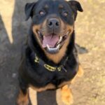 ROXI