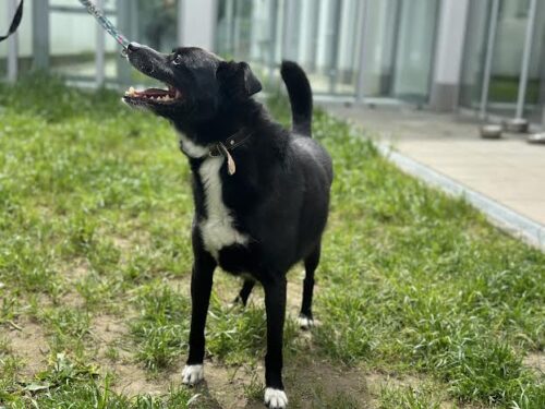 HUGO