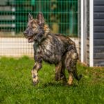DINGO