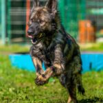 DINGO