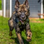 DINGO