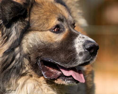 ASLAN