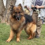 VITO
