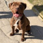 HUGO