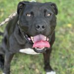PAKO