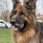 VITO