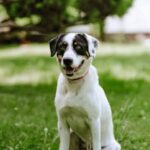 ENZO