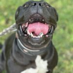 PAKO