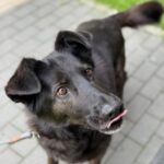 BALU
