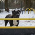 ZULA