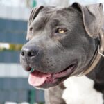 ZULA