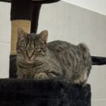 ORKA