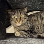 ORKA
