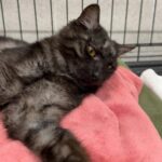 CIRCLE