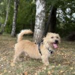 CEZAR