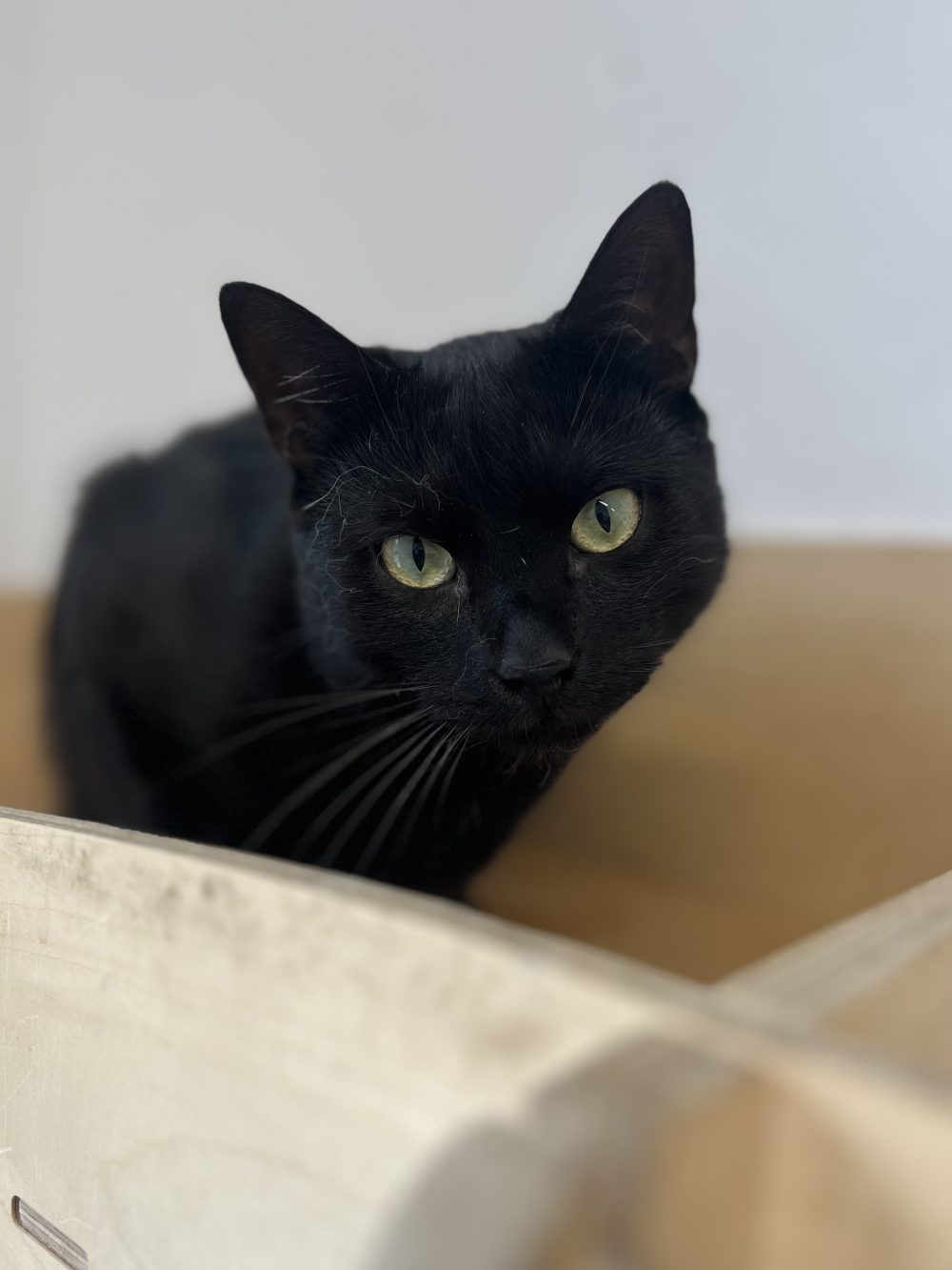RUFUS