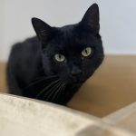 RUFUS