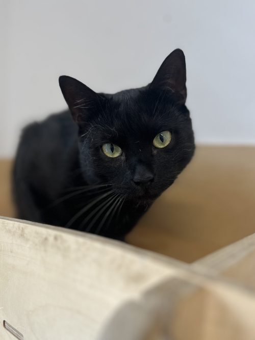 RUFUS