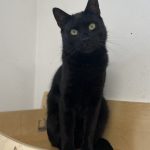 RUFUS