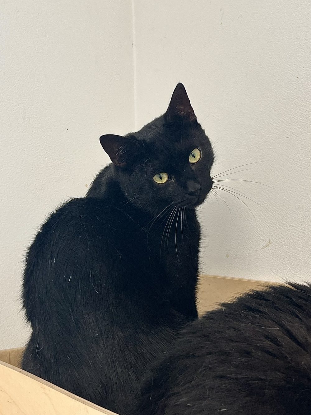 RUFUS