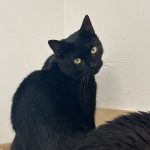 RUFUS