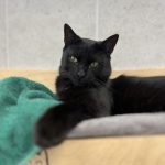 RUFUS