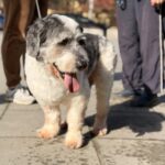 TOBI