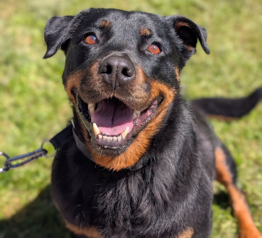 ROXI