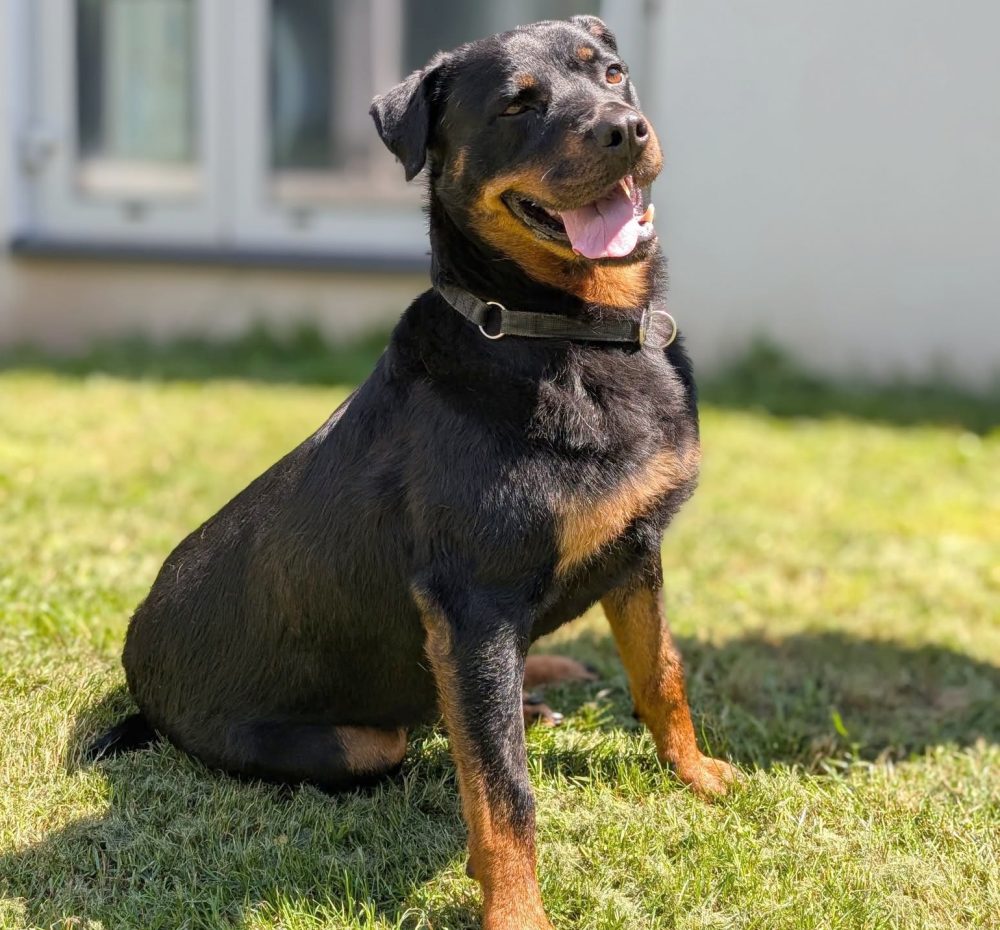 ROXI