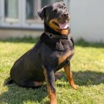 ROXI