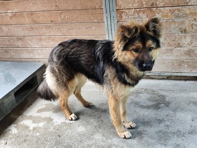 MAĆKO