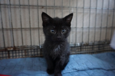 MOKO