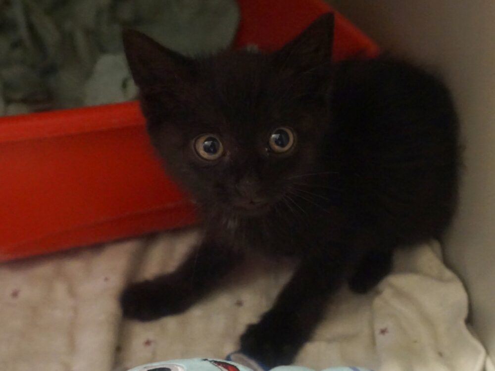 SALEM