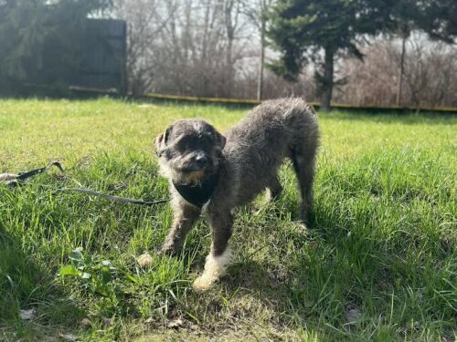 FLOKI