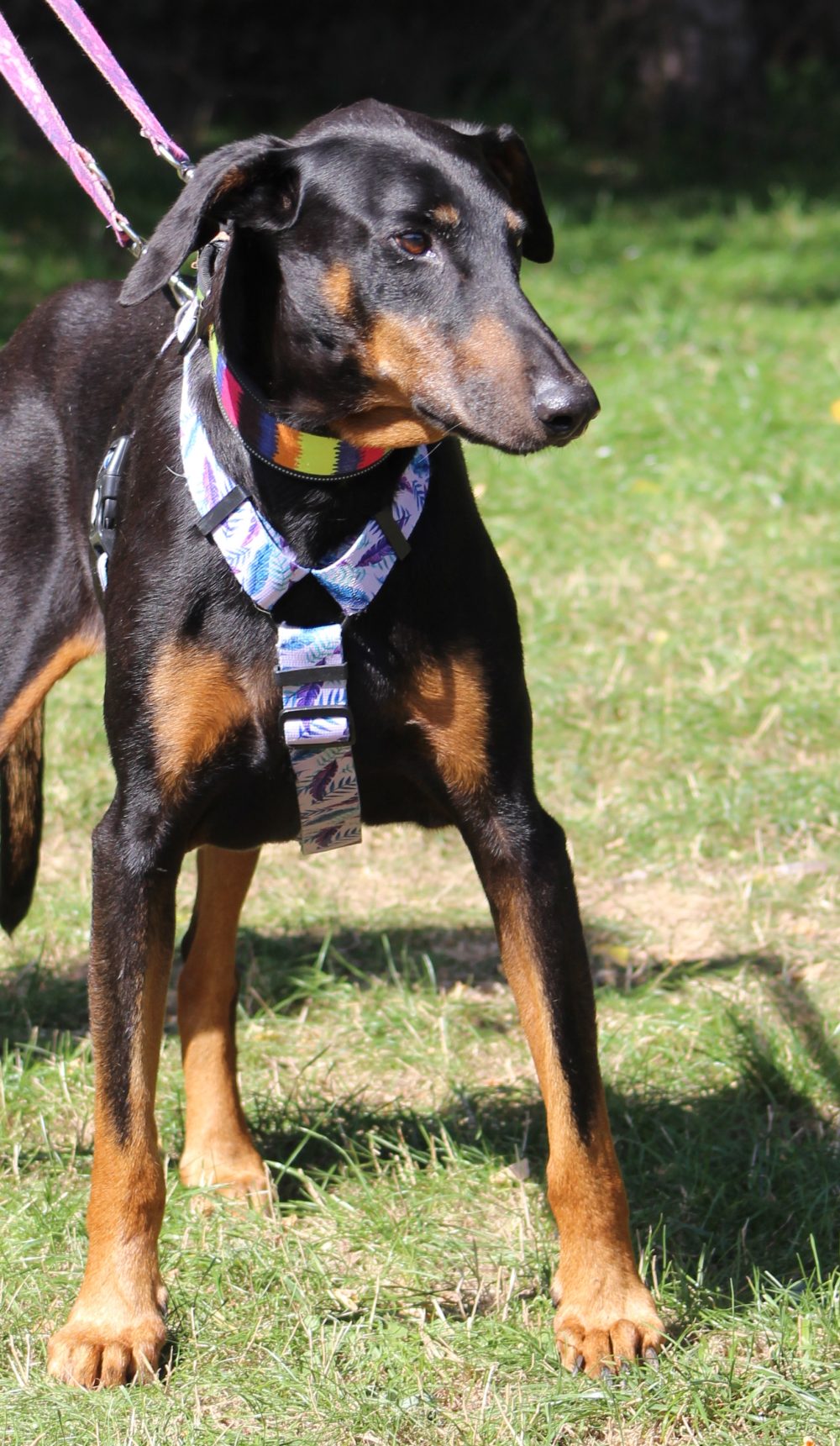 DEX
