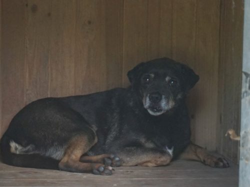 ALF