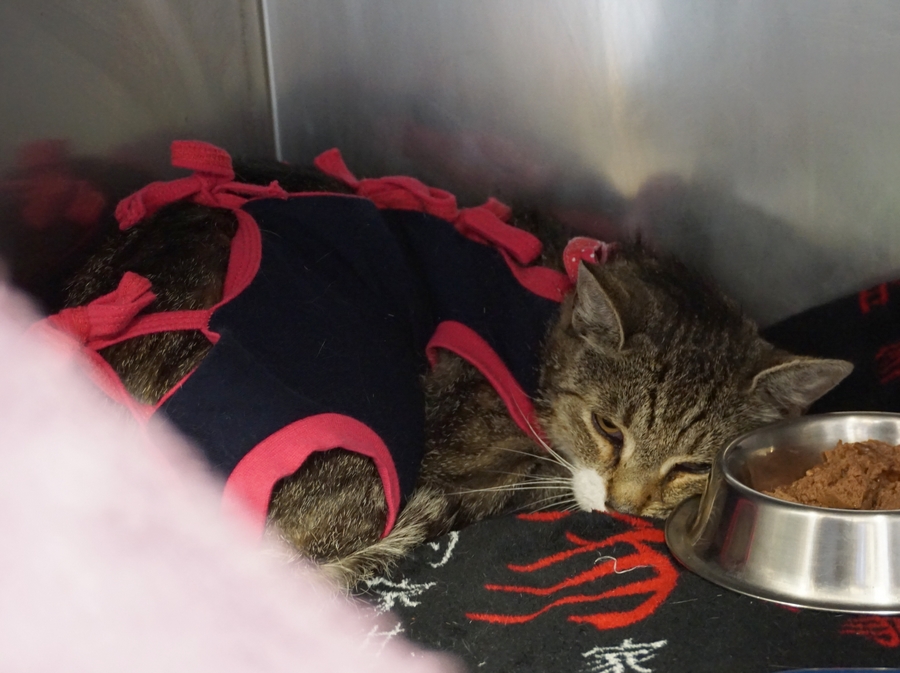 KARTOFLANKA