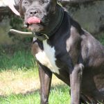 PAKO