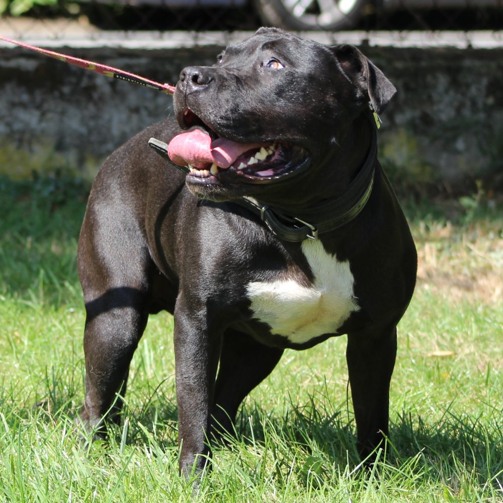 PAKO
