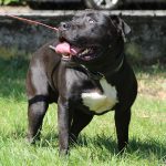 PAKO