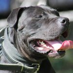 PAKO