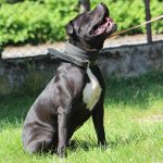 PAKO