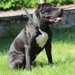 PAKO